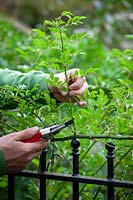 Cutting back Rosa - Rose - side shoots to two buds from their base 