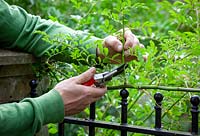 Cutting back Rosa - Rose -side shoots to two buds from their base 
