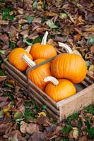 Trug of harvested Pumpkin fruits on lawn covered with fallen leaves