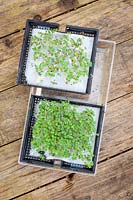 Trays of microgreens