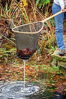 Removing fallen leaves from a pond using a net