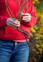 Holding a bare root Rosa - Rose - ready to plant out