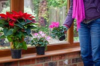 Placing a houseplant - Cyclamen - on a window ledge in a conservatory