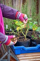 Removing scrappy leaves from a Pelargonium before overwintering in the greenhouse