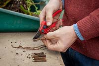 Taking root cuttings - trimming stems at a slanted angle to mark which end is downwards and ensure they are placed the correct way up