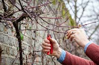 Pruning back side shoots on Vitis vinifera - Grapevine - with secateurs