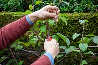 Pruning a cordon trained Malus domestica - Apple - tree by reducing the length of stems