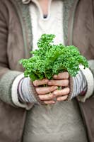 Harvesting Brassica oleracea - Curly Kale