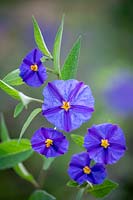Lycianthes rantonnetii AGM syn. Solanum rantonnetii - Blue Potato Bush