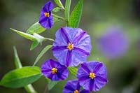 Lycianthes rantonnetii AGM syn. Solanum rantonnetii - Blue Potato Bush