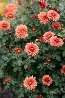 Chrysanthemum indicum 'Bronzeteppich'