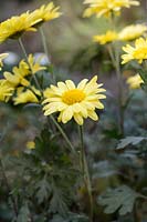 Chrysanthemum 'Ruth Treff'