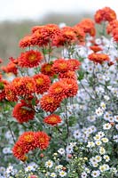Chrysanthemum 'Brennpunkt'