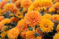 Chrysanthemum 'Dixter Orange'