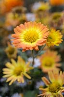 Chrysanthemum 'Dernier Soleil'