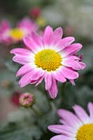 Chrysanthemum 'Jolie Rose'