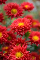 Chrysanthemum 'Rumpelstilzchen'