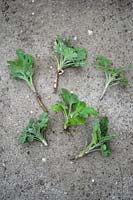 Step sequence of taking cuttings from a Chrysanthemum