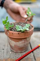 Step sequence of taking cuttings from a Chrysanthemum, inserting around the edge of a pot of cuttings compost