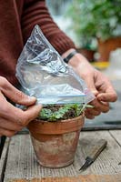Step sequence of taking cuttings from a Chrysanthemum, putting a clear plastic bag over the pot of cuttings
