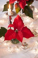 Table display with Poinsettia 'Infinity'