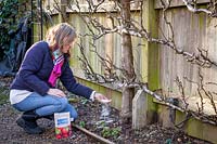 Feeding a trained espalier fruit tree with sulphate of potash