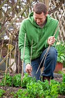Supporting Pisum sativum - Pea - plants with canes