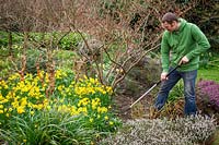 Weeding around flowering Narcissus bulbs in a border with a hoe