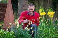 Deadheading Narcissus - Daffodil - after flowering by removing spent flowers
