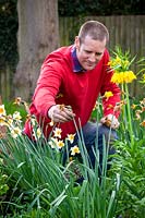 Deadheading Narcissus - Daffodil - after flowering by removing spent flowers
