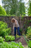 Making a cane teepee or wigwam ready for training Phaseolus coccineus - Runner Bean - plants