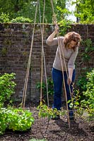 Making a cane teepee or wigwam ready for training Phaseolus coccineus - runner Bean - plants