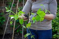 Holding Phaseolus coccineus - Runner Bean - plants ready to plant out and train up a cane wigwam