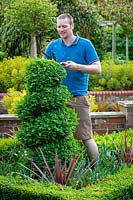 Trimming spiral Buxus sempervivens - Box - topiary with hand shears 