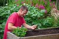 Sowing dwarf Phaseolus vulgaris - French Bean - seed into a raised bed
