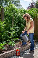 Feeding a Tomato plant with a liquid fertiliser using a watering can
