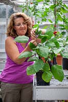 Pinching out the growing tip of an Aubergine plant to keep the plant bushy, encourage side branch formation and promote more fruiting