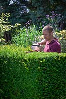 Cutting the top of an evergreen hedge with an electric hedge trimmer,  Taxus baccata - Common Yew, English Yew