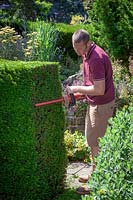 Cutting the side of an evergreen yew hedge with an electric hedge trimmer,  Taxus baccata - Common Yew, English Yew