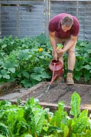 Sowing Apium graveolens - Celery - seeds into drills in the vegetable garden and watering in 