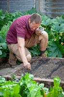 Sowing Apium graveolens - Celery - seeds into drills in the vegetable garden 