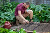 Sowing Apium graveolens - Celery - seeds into drills in the vegetable garden 