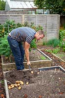 Lifting Potato tubers in the vegetable garden