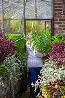 Bringing a tender Pelargonium pot plant into a greenhouse to overwinter