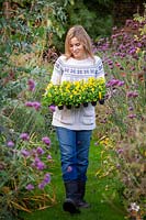 Carrying a tray of Viola bedding plants ready to plant out