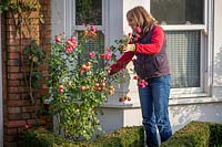 Shortening the long stems of Rosa - climbing Rose - to prevent wind damage
