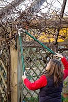 Pruning Vitis vinifera - Grapevine - with long handled garden loppers 