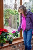 Placing a houseplant, Cyclamen, on a window ledge in a conservatory