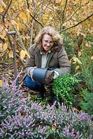 Planting a container-grown fragrant shrub in a border, Sarcococca - Sweet Box