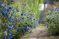 Anagallis monellii - Blue Pimpernel -  lining a brick path